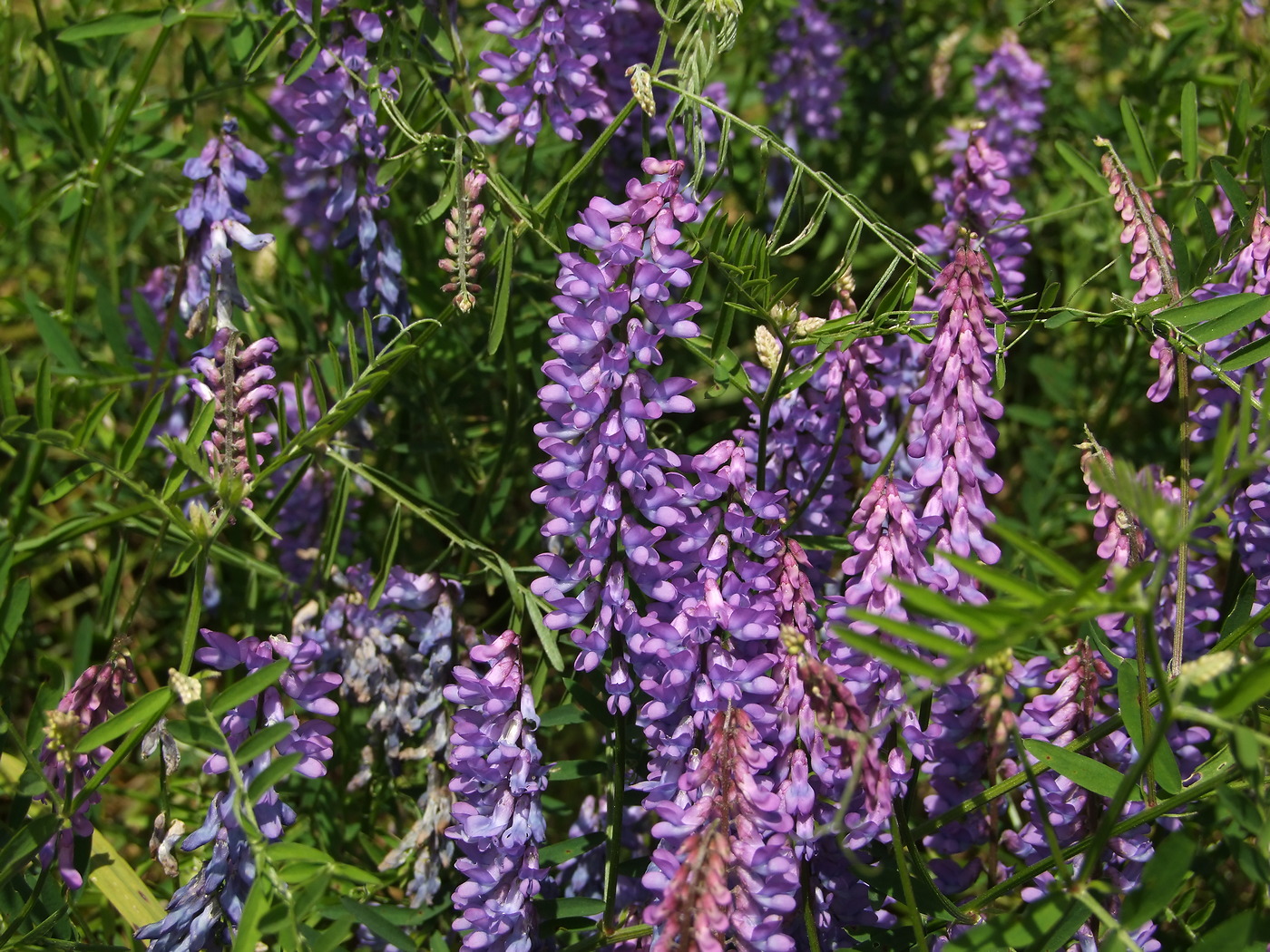 Image of Vicia cracca specimen.