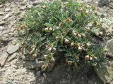 Zygophyllum pinnatum