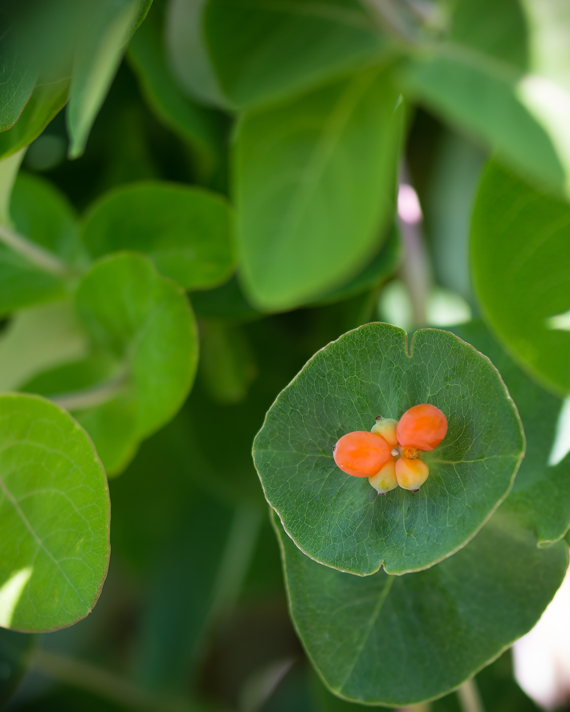 Изображение особи Lonicera caprifolium.