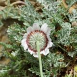 Anthemis tricolor