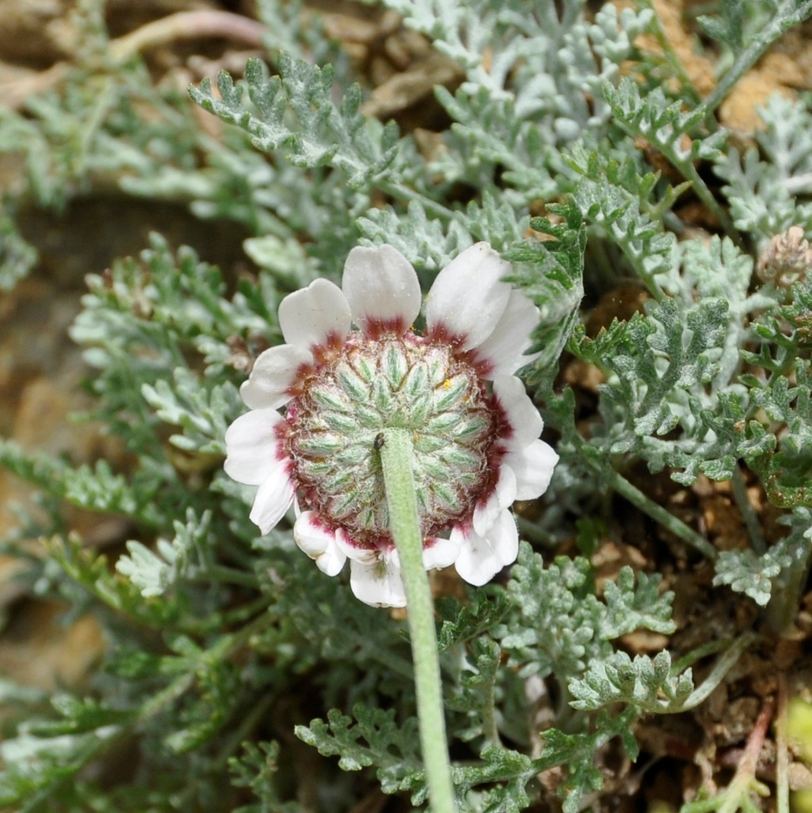 Изображение особи Anthemis tricolor.