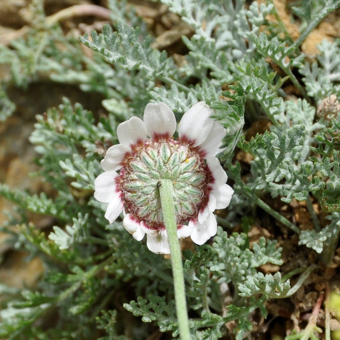 Изображение особи Anthemis tricolor.