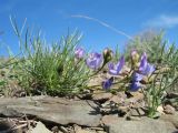 Astragalus nematodes