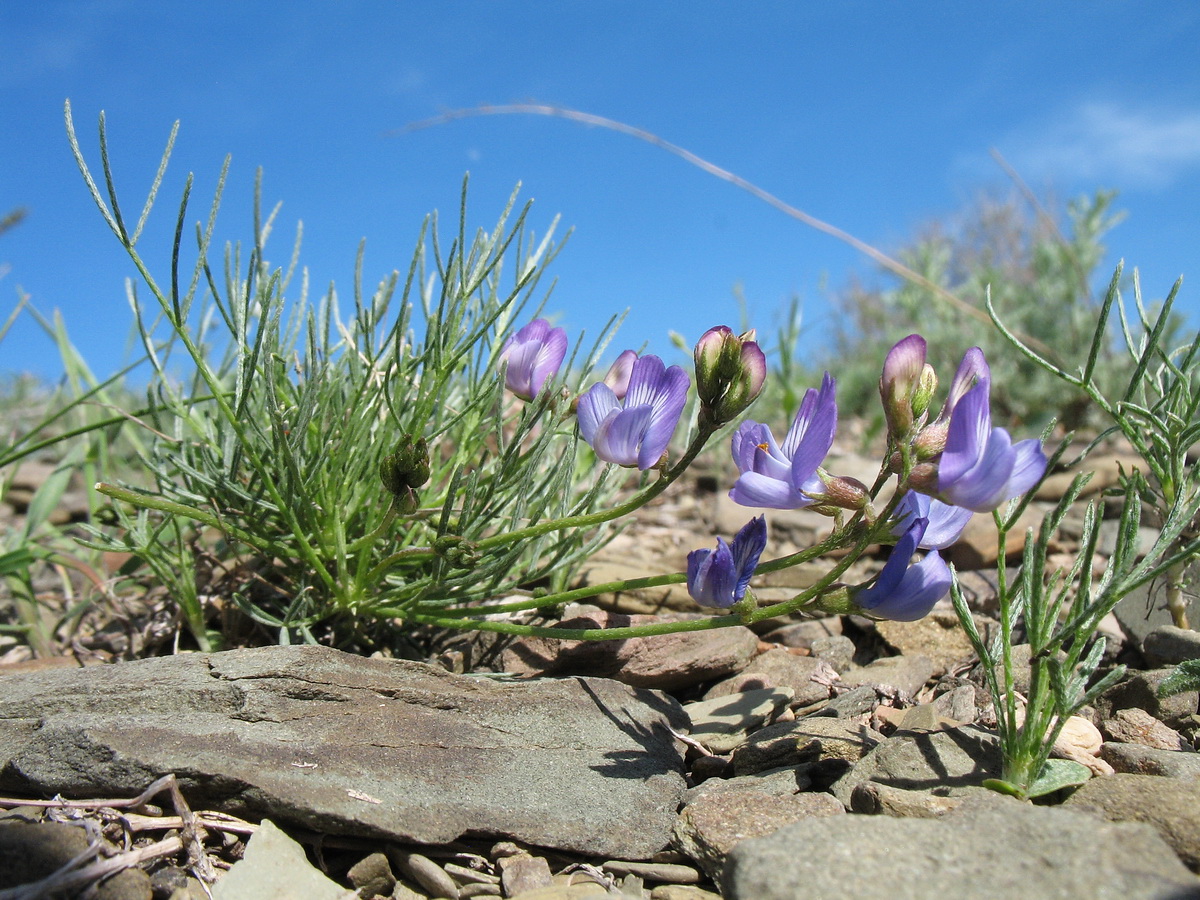 Изображение особи Astragalus nematodes.