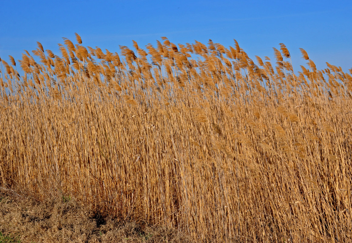 Изображение особи Phragmites australis.