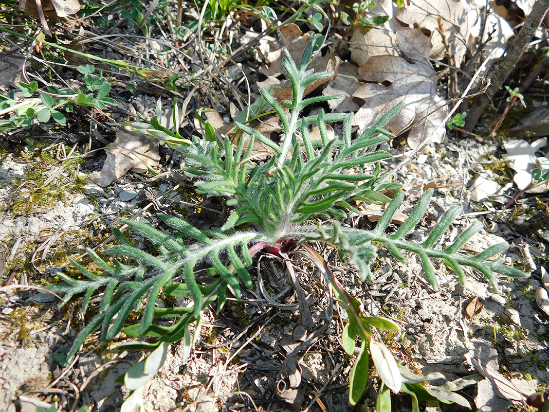 Image of Jurinea blanda specimen.