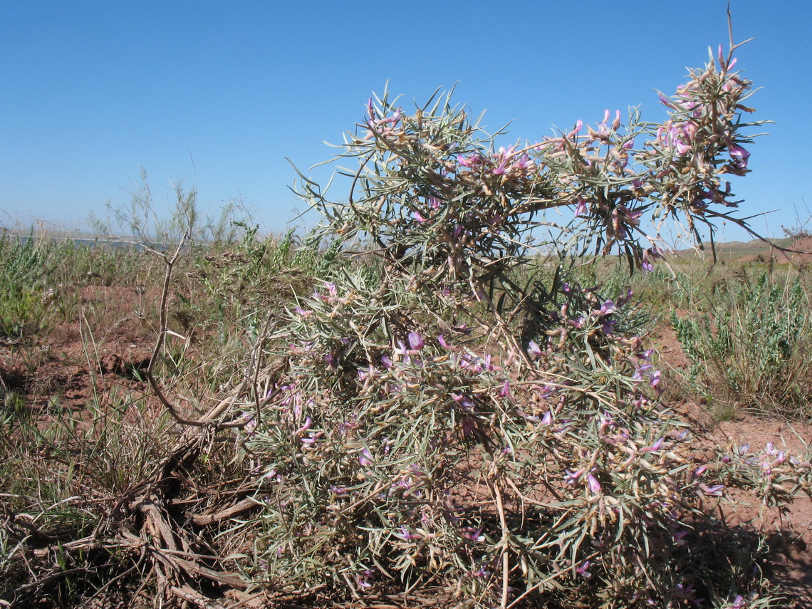 Изображение особи Astragalus ammodendron.