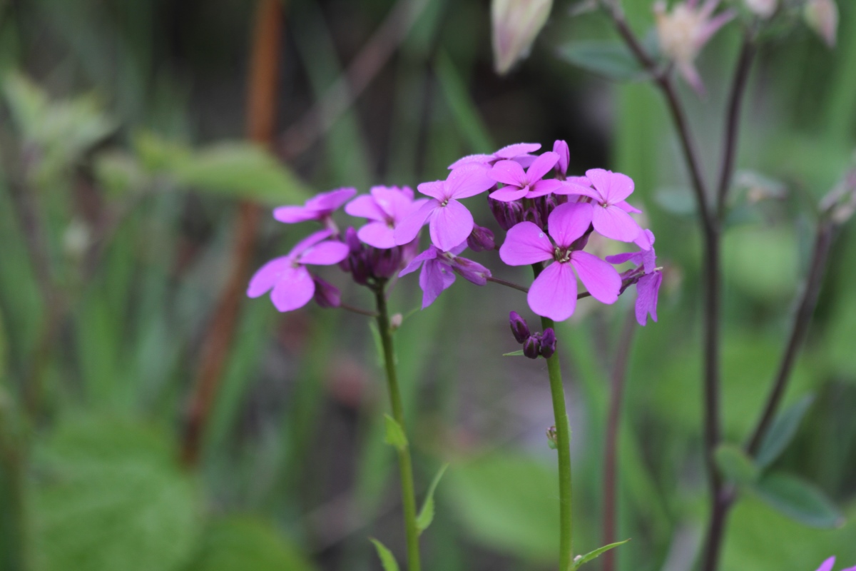 Image of Hesperis matronalis specimen.