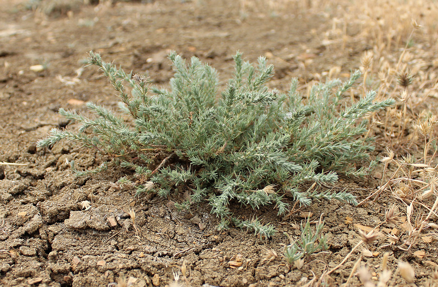 Изображение особи Camphorosma monspeliaca.