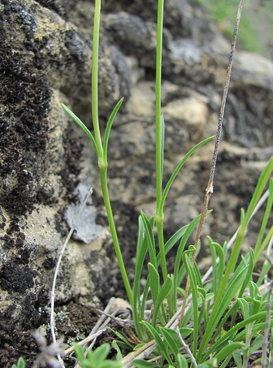 Изображение особи Silene saxatilis.