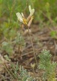 Astragalus neokarelinianus. Цветущий побег. Челябинская обл., Кизильский р-н, Богдановское сельское поселение, пос. Грязнушинский, долина р. Урал, каменистая закустаренная степь. 13 июня 2019 г.