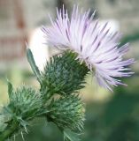 Carduus acanthoides
