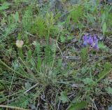 Oxytropis lazica. Цветущее и плодоносящее растение. Кабардино-Балкария, Эльбрусский р-н, окр. с. Былым, ок. 1200 м н.у.м., замшелое место близ скал. 03.07.2019.