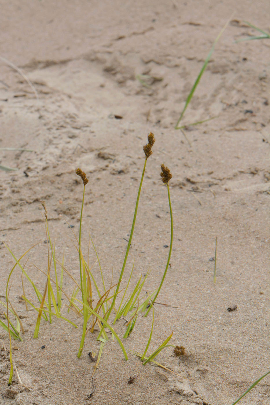 Изображение особи Carex leporina.