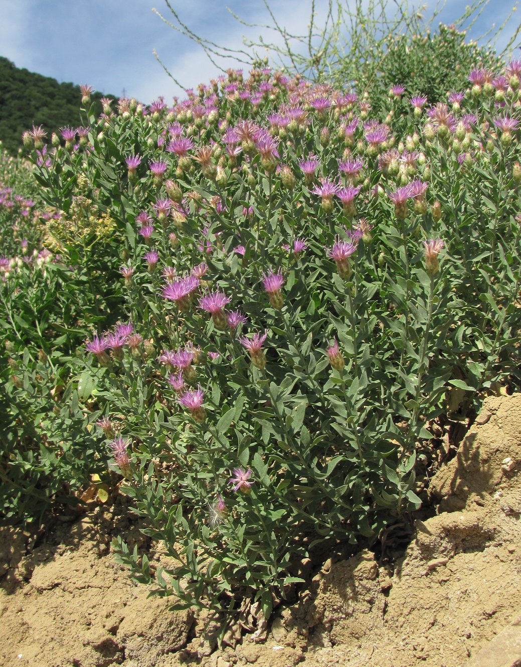 Изображение особи Acroptilon repens.