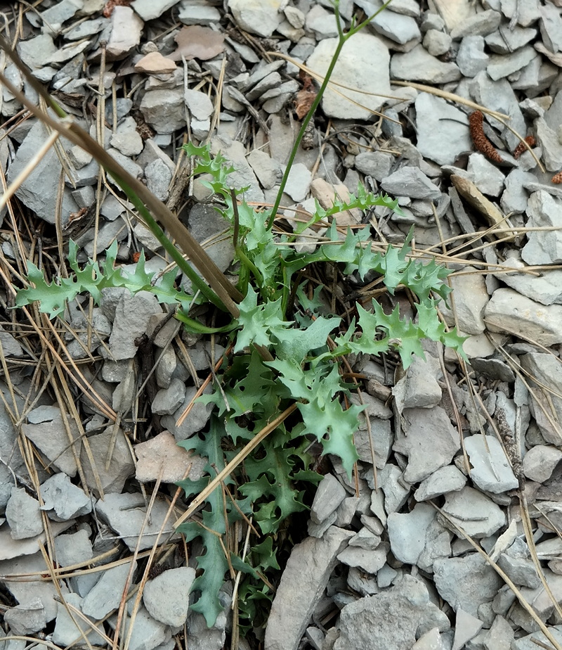 Изображение особи Lagoseris callicephala.