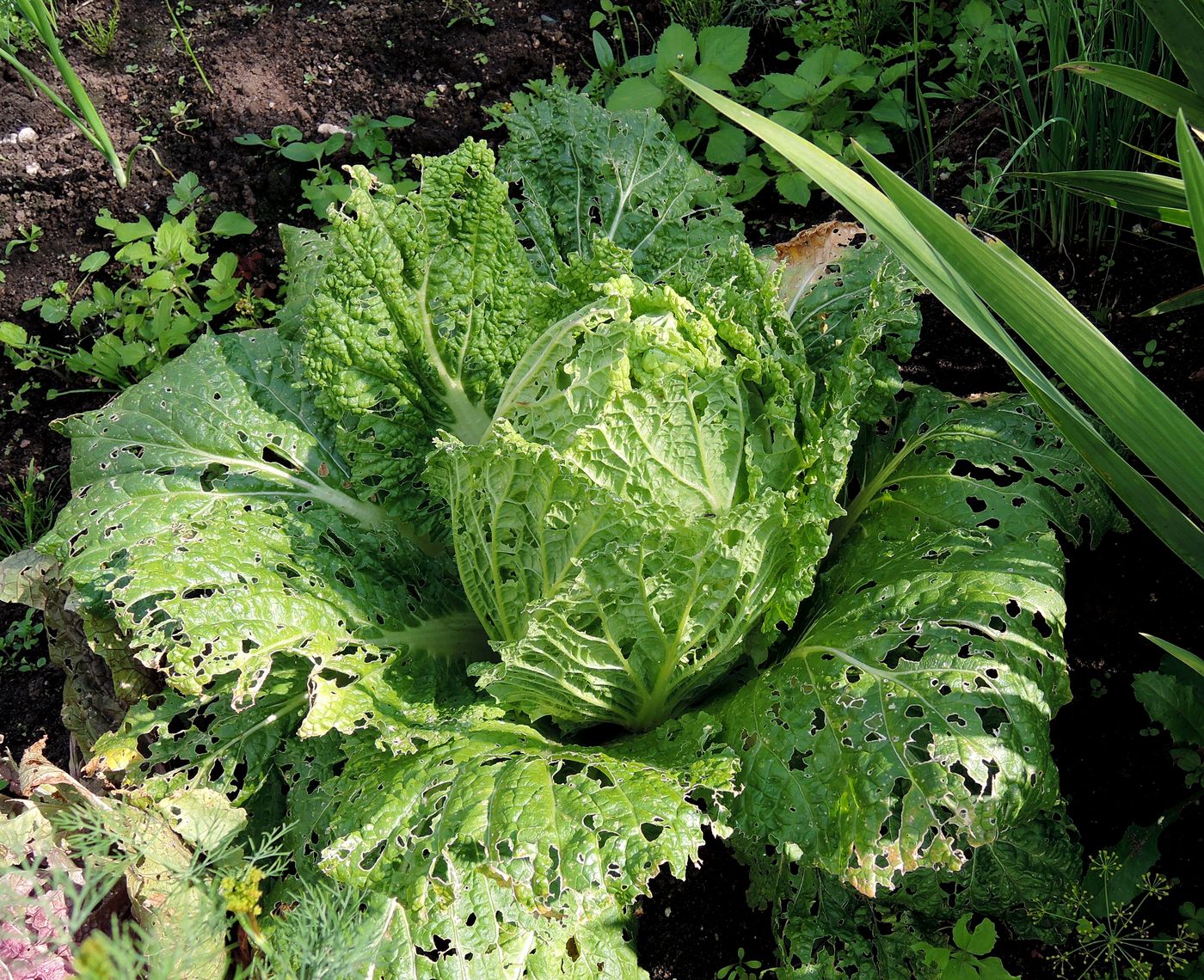 Image of Brassica oleracea var. sabauda specimen.