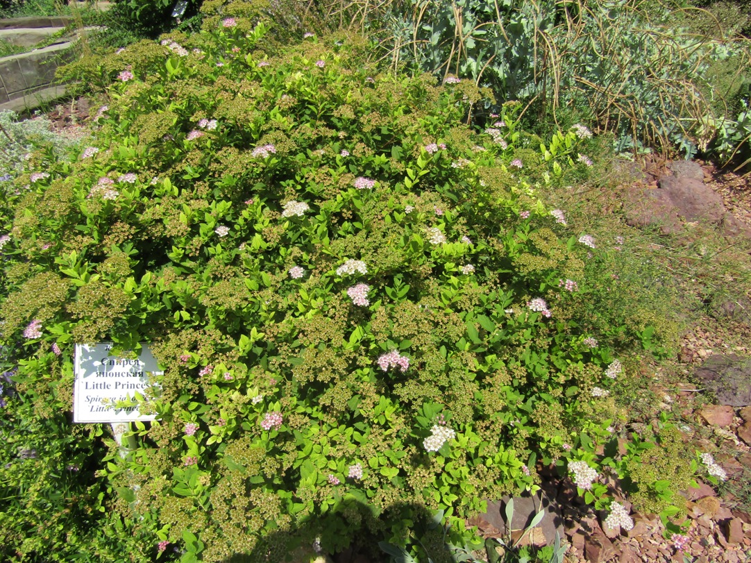 Image of Spiraea japonica specimen.