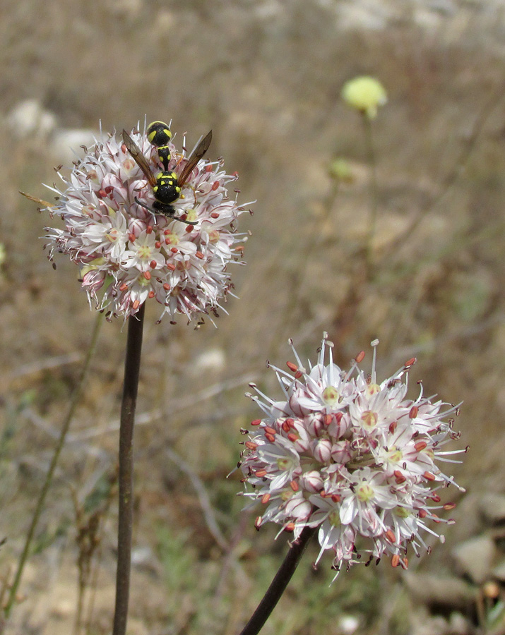 Изображение особи Allium tarkhankuticum.