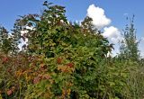 Viburnum opulus