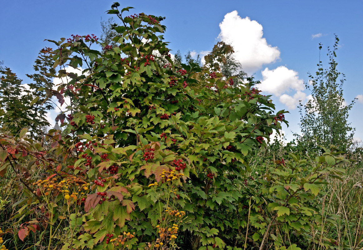 Изображение особи Viburnum opulus.