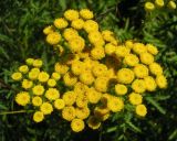 Tanacetum vulgare