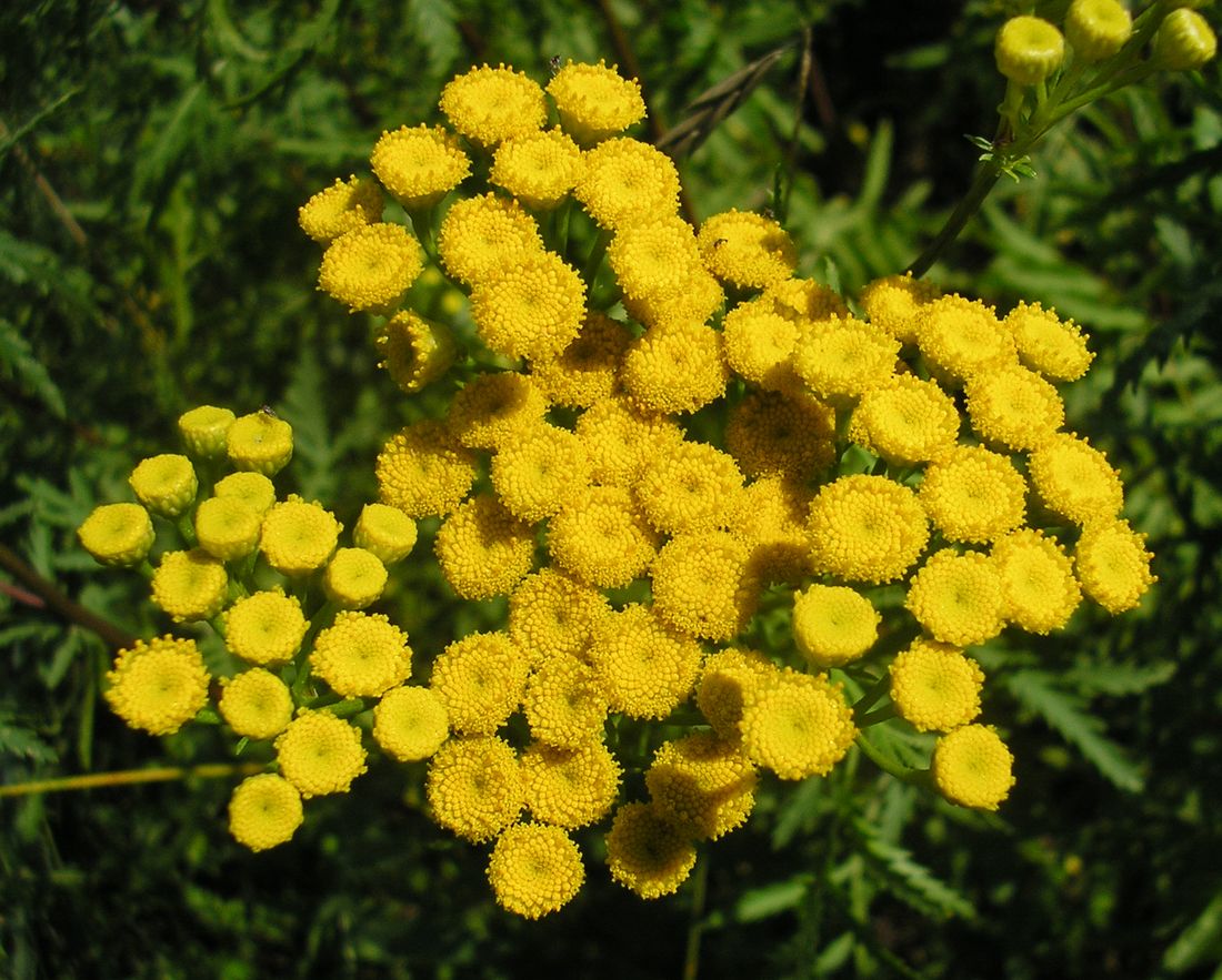 Image of Tanacetum vulgare specimen.