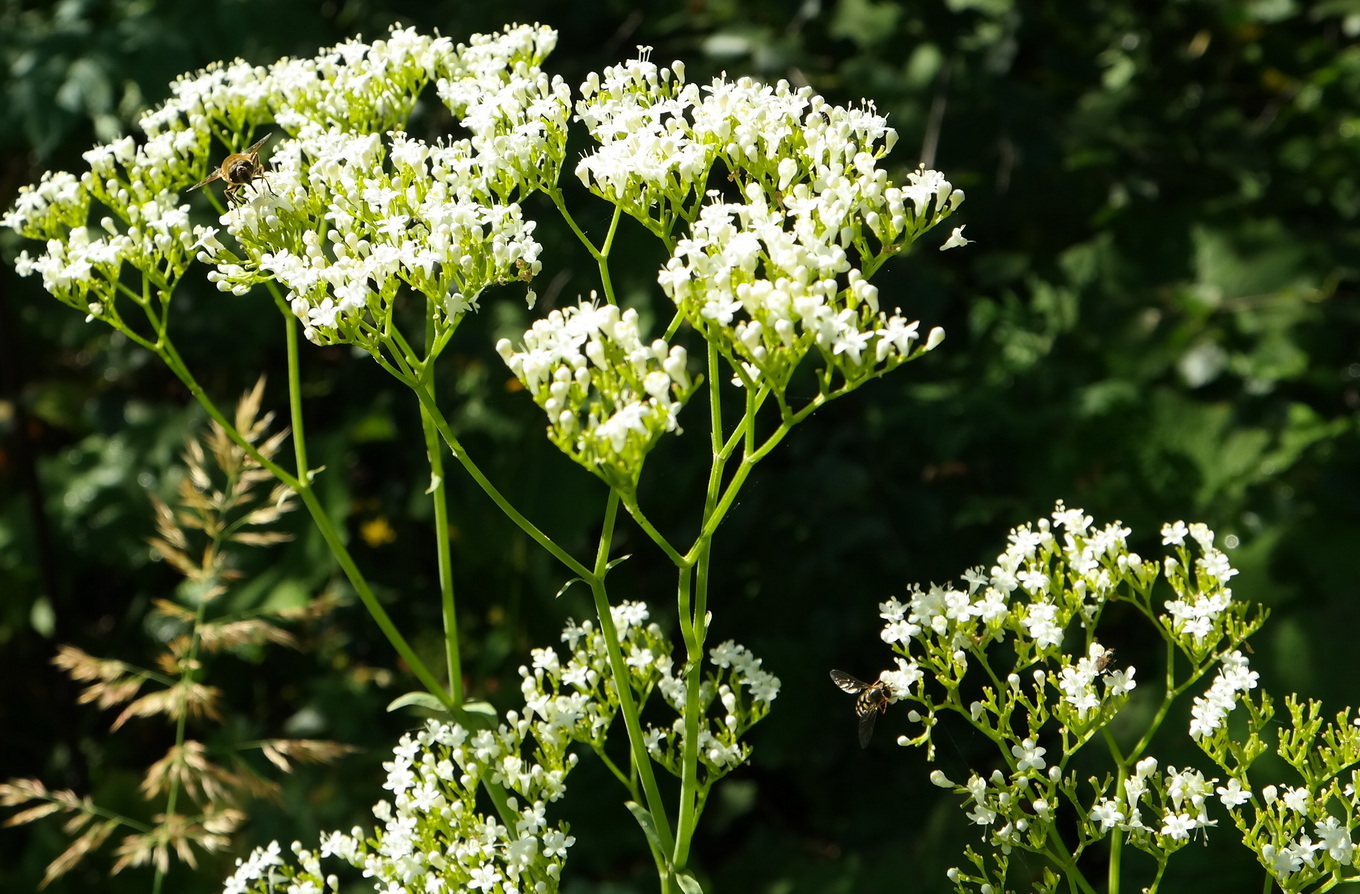 Изображение особи Valeriana alliariifolia.