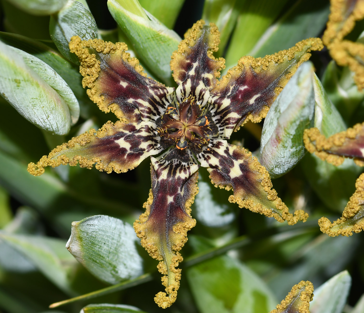 Image of Ferraria crispa specimen.