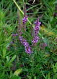 Lythrum salicaria. Верхушка цветущего растения. Челябинская обл., Аргаяшский р-н, берег оз. Увильды, у воды. 04.08.2019.