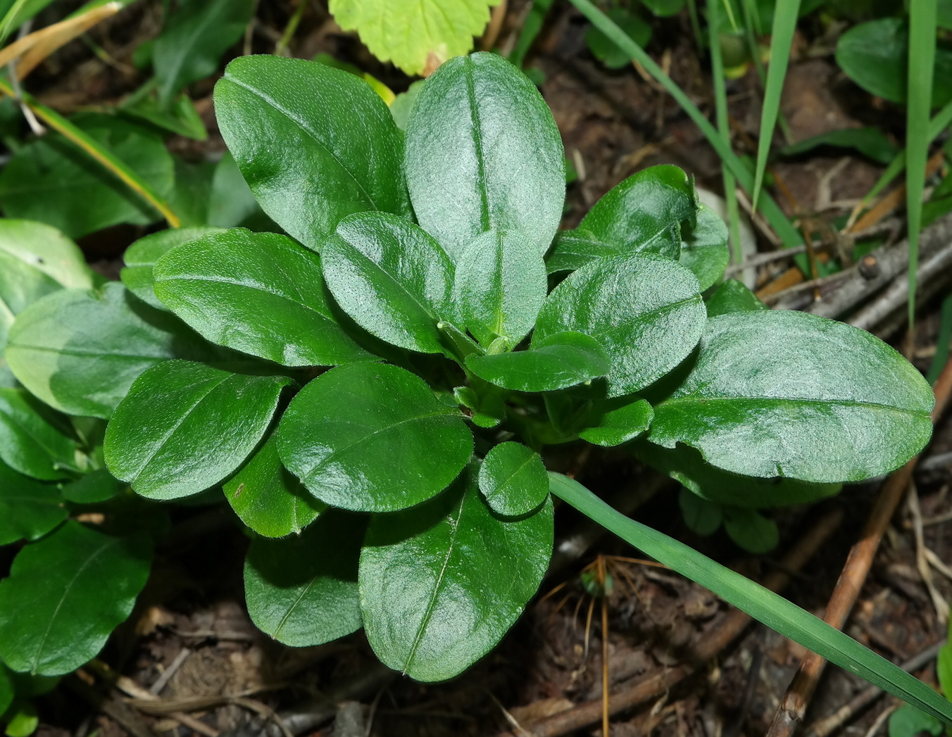 Изображение особи Myosotis amoena.