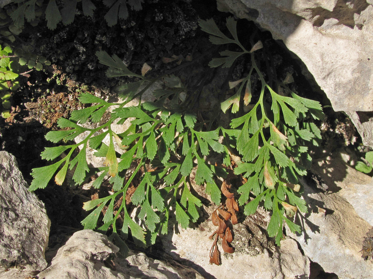 Image of Asplenium ruta-muraria specimen.