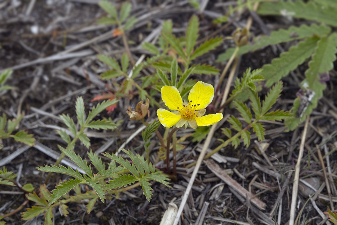 Image of Potentilla anserina ssp. groenlandica specimen.