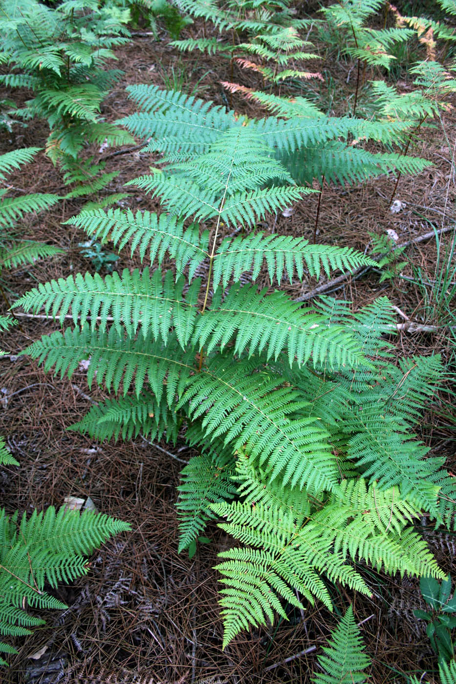 Изображение особи Pteridium aquilinum.