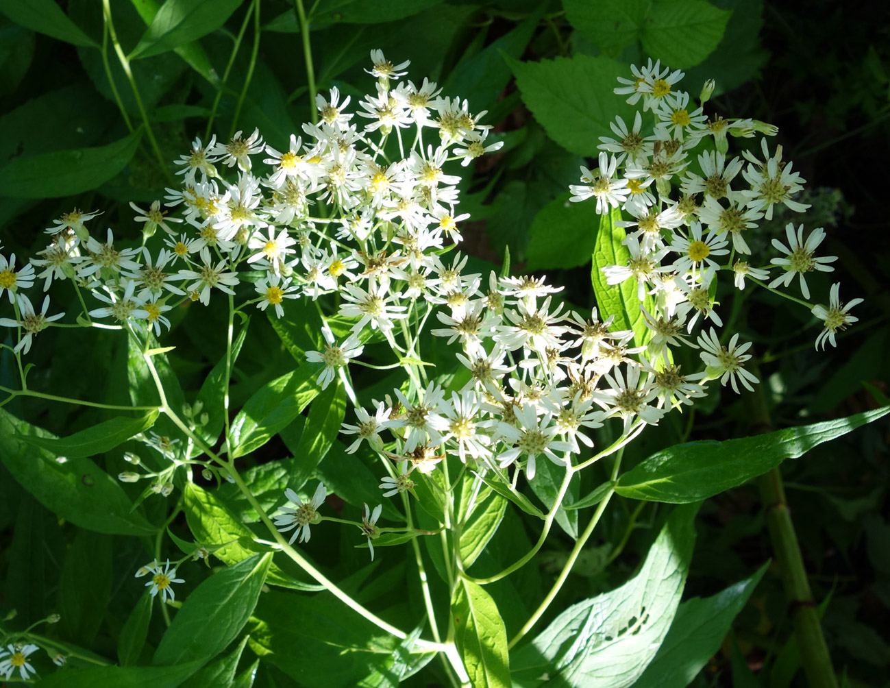 Image of Aster glehnii specimen.