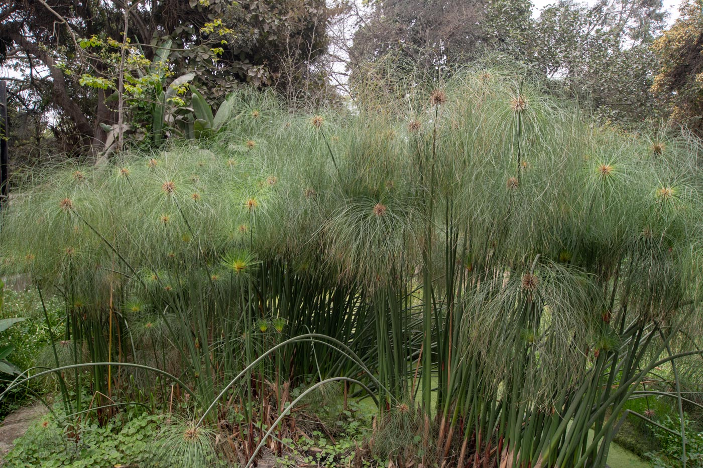 Image of Cyperus papyrus specimen.