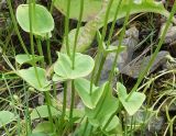 Parnassia palustris. Средние части побегов с листом. Сахалинская обл., Корсаковский р-н, побережье перед мысом Великан, подножье склона. 15.08.2019.