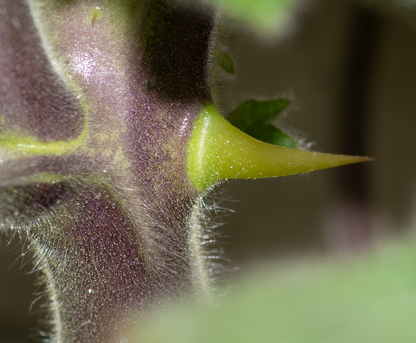 Image of Solanum mammosum specimen.