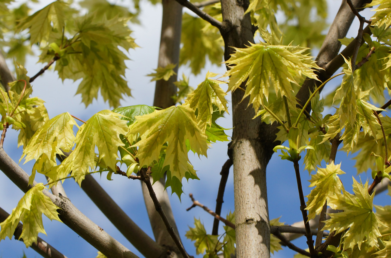 Image of Acer platanoides specimen.