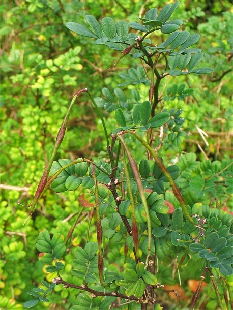 Изображение особи Hippocrepis emerus.