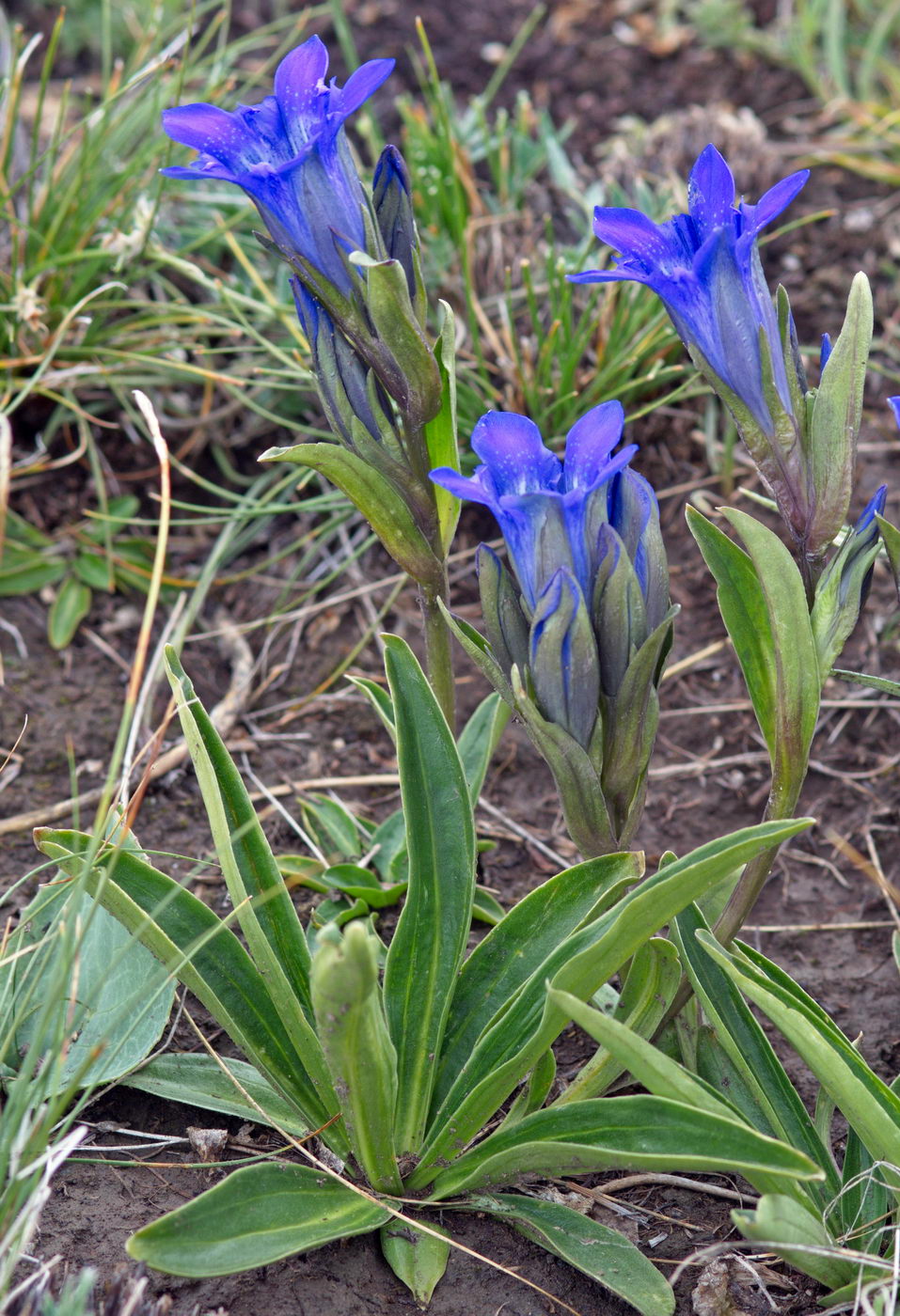 Изображение особи Gentiana kaufmanniana.