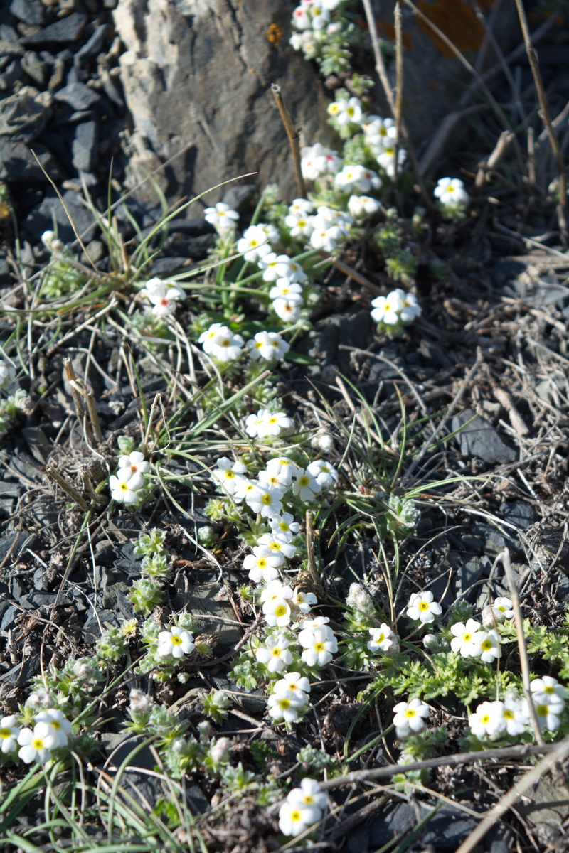 Изображение особи Androsace barbulata.
