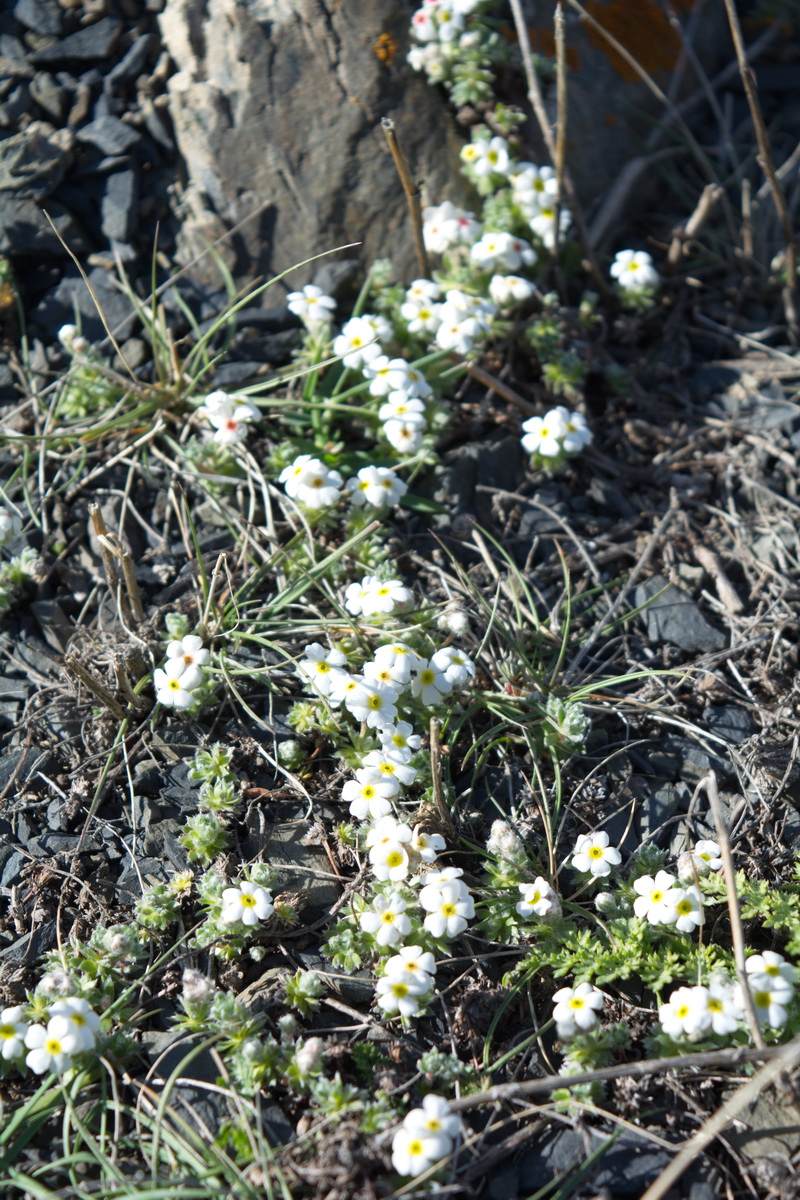 Image of Androsace barbulata specimen.