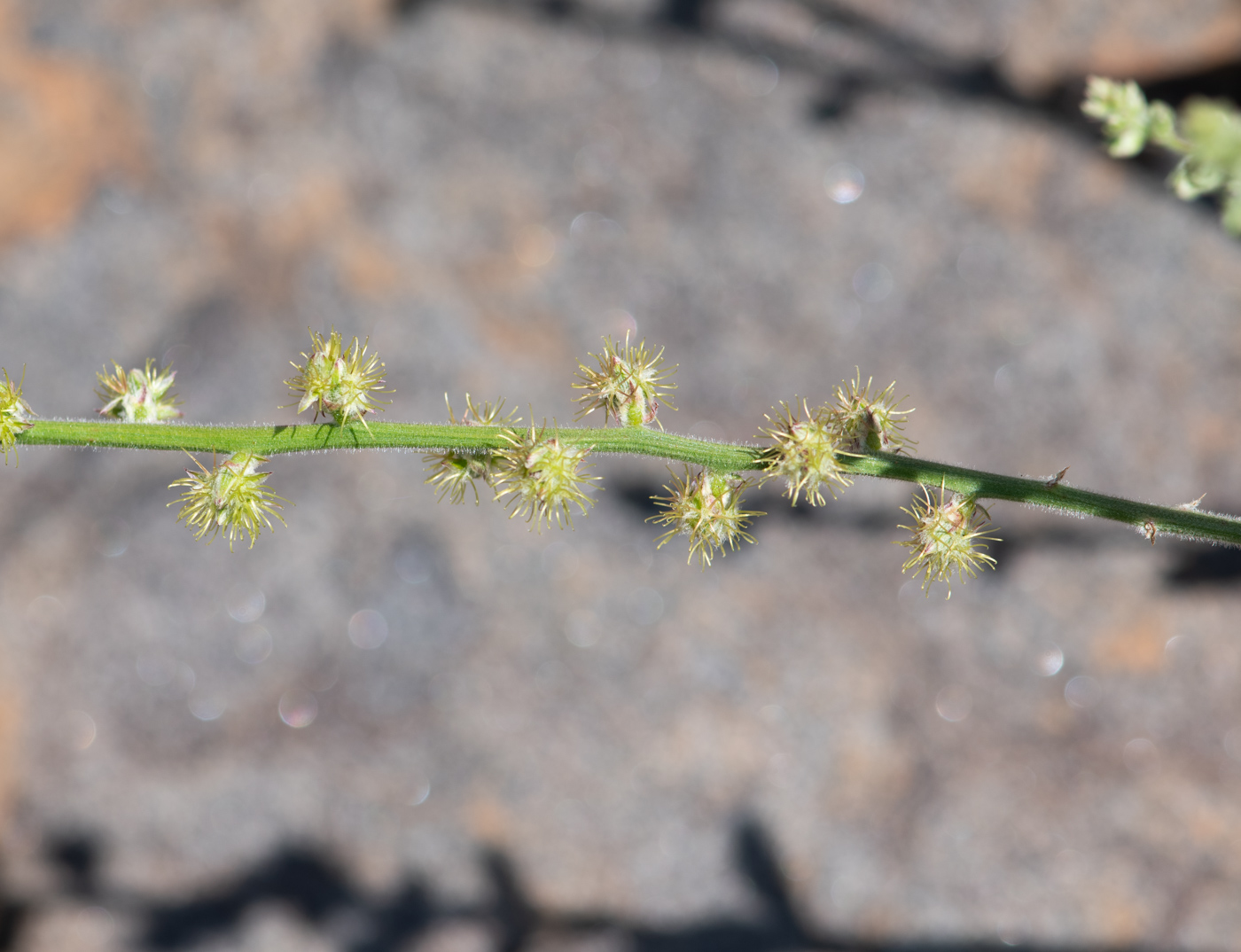 Image of Pupalia lappacea specimen.