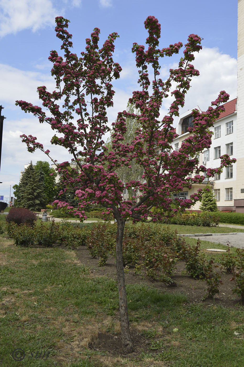 Image of Crataegus &times; media specimen.