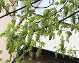 Acer pseudoplatanus. Ветвь с соцветиями. Северная Осетия, г. Владикавказ, 06.05.2010.