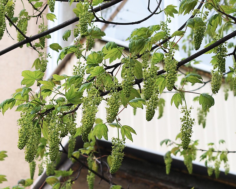 Image of Acer pseudoplatanus specimen.