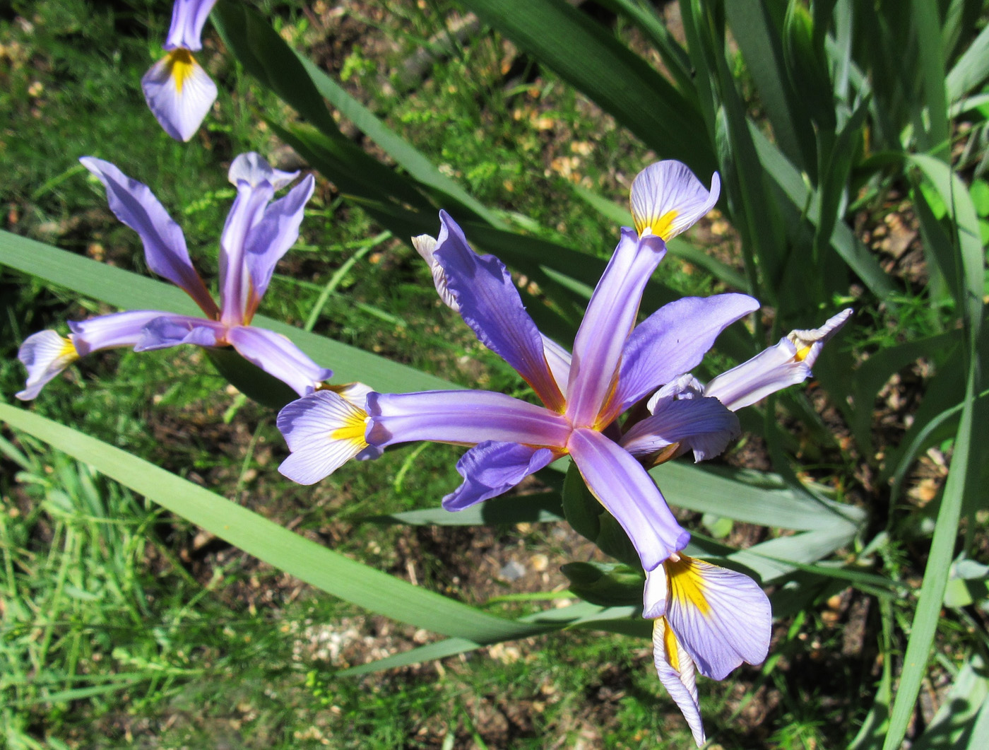 Image of Iris sogdiana specimen.