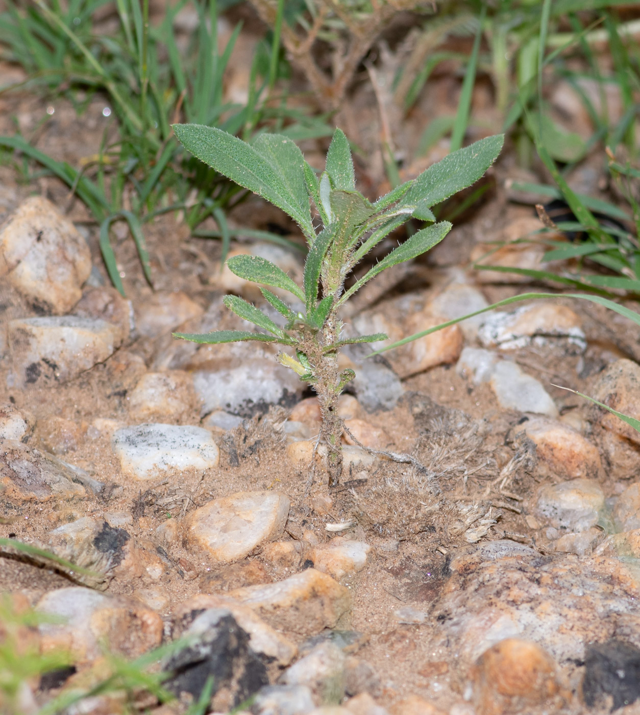 Изображение особи Hirpicium gazanioides.