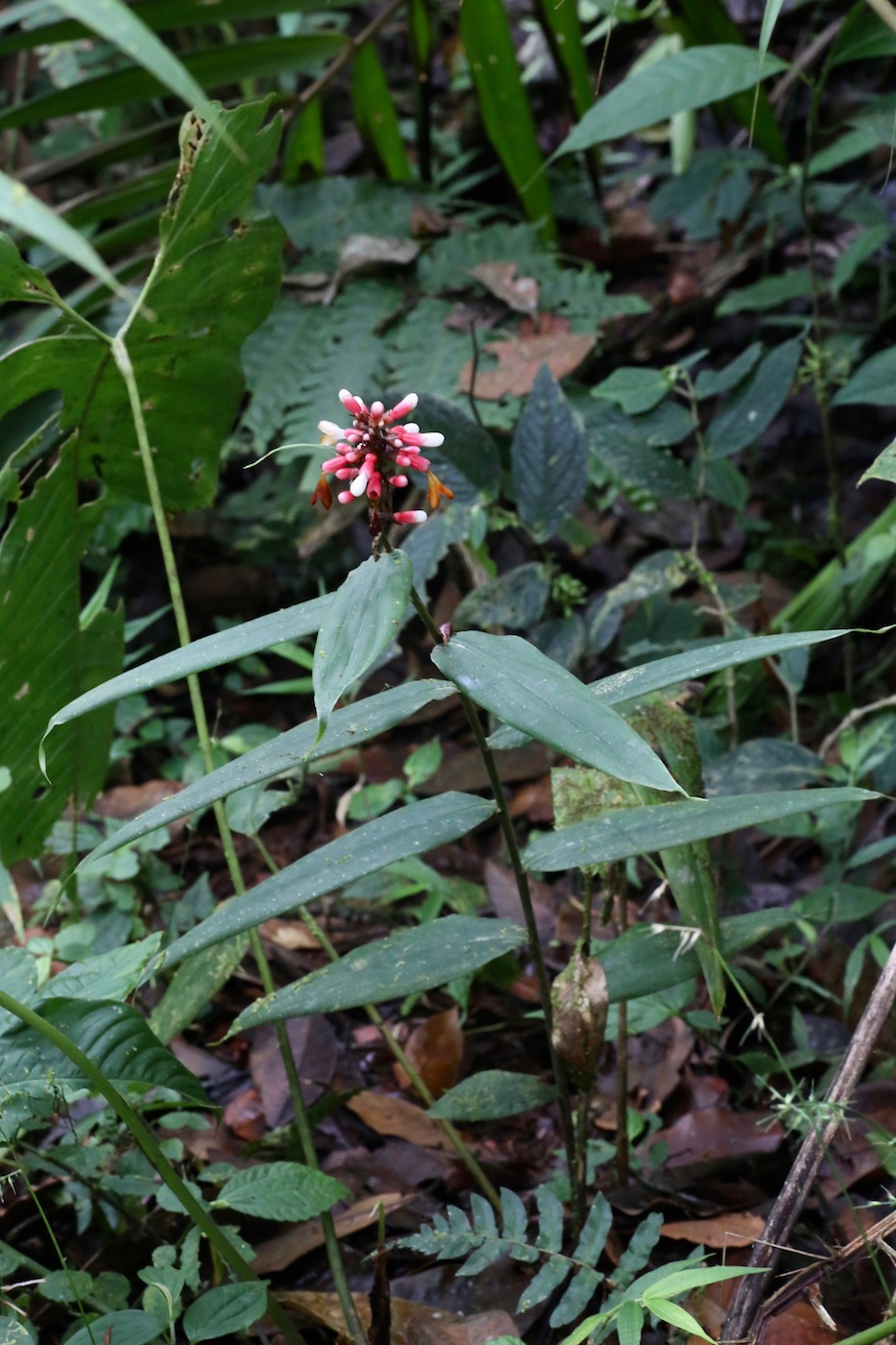 Изображение особи Renealmia fragilis.